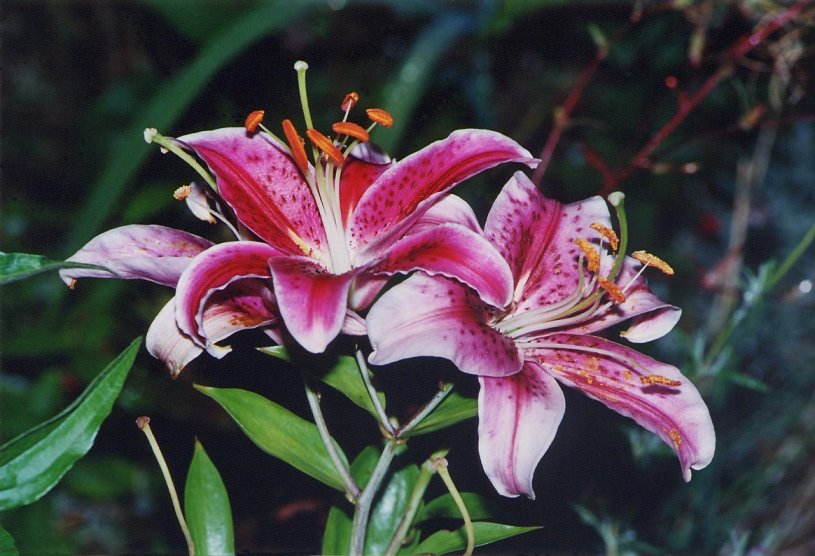 Stock flower photos available as large prints, or as a digital file. This is a Stargazer Lily